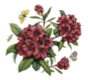 33_Rhododendron_Gwylit_King.JPG