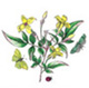 13_Yellow_Jasmine.JPG