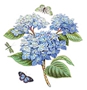 37 Hydrangea